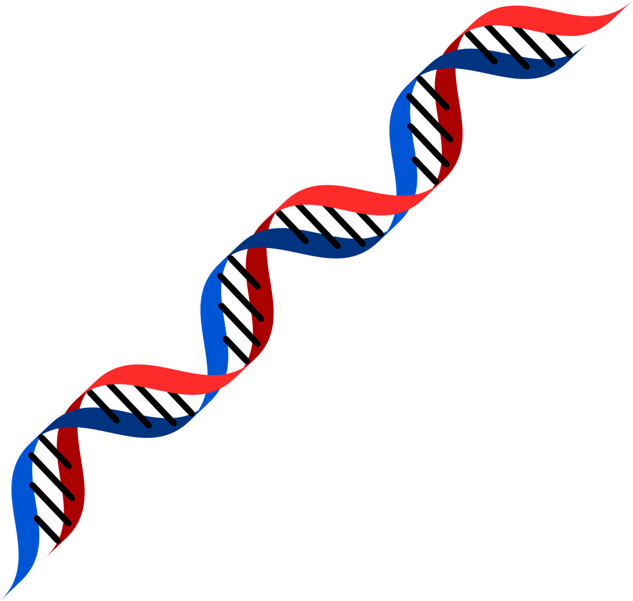 dna 2108956 1280