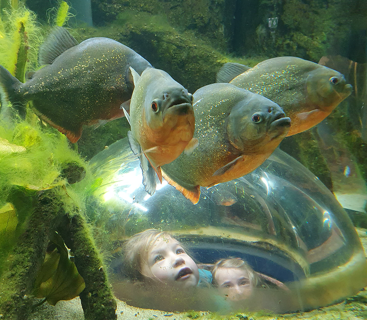 Piranhas mit Mädchen